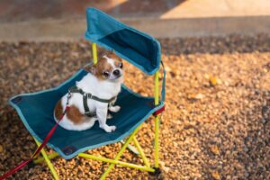 Camping with Your Dog: The Ultimate Guide for UK Campers